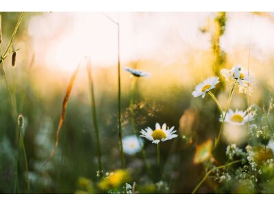 Весняні наліпки