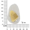 Mauro Ferretti Настінний світильник Ozean Gold E14 21x8x31 см золото білий