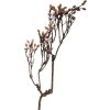 Декоративна гілка Clayre & Eef, натуральні коричневі відтінки, 30x4x85 см