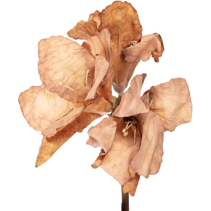 Штучна квітка Clayre & Eef 5PL0264BE, коричнева, 16x16x65 см