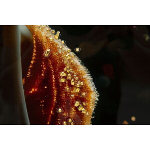 Малюнок на холсті ILLUMY від Mauro Ferretti з рамкою 62x3,5x92 см