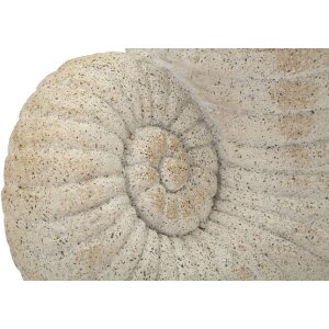 Ваза Mauro Ferretti SHELL SAND, бежевий, 33x19x23 см, форма мушлі